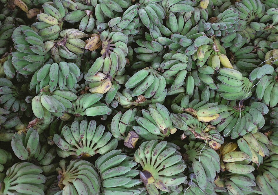 Racimo de plátano verde