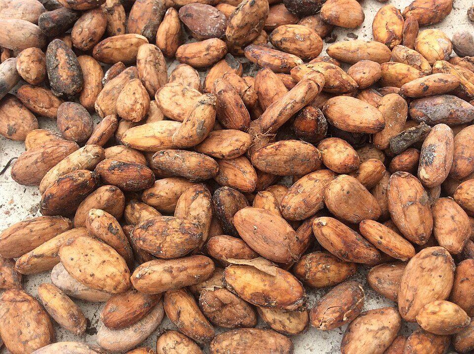 Cacao en pepa seco (5 libras)